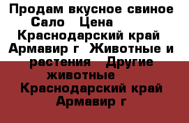 Продам вкусное свиное Сало › Цена ­ 100 - Краснодарский край, Армавир г. Животные и растения » Другие животные   . Краснодарский край,Армавир г.